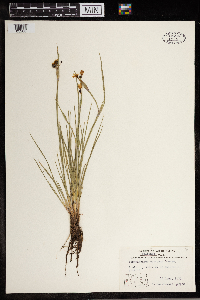 Sisyrinchium montanum image