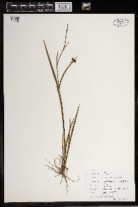 Sisyrinchium montanum image