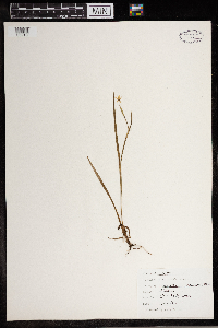Sisyrinchium montanum image