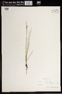 Sisyrinchium mucronatum image