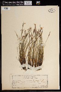 Sisyrinchium angustifolium image