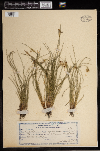 Sisyrinchium campestre image