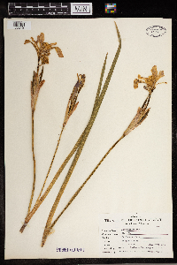 Iris versicolor image