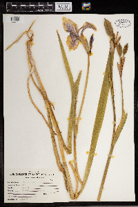 Iris versicolor image
