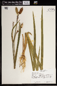 Iris versicolor image