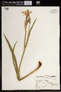 Iris versicolor image