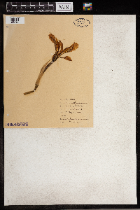 Iris versicolor image