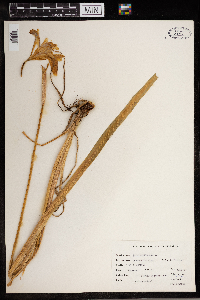 Iris versicolor image