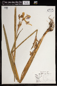 Iris versicolor image