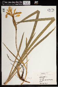 Iris versicolor image