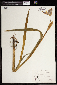 Iris versicolor image