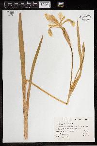 Iris versicolor image