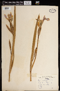 Iris versicolor image