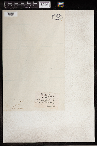 Iris versicolor image