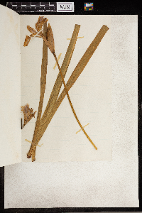 Iris versicolor image