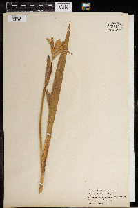 Iris versicolor image