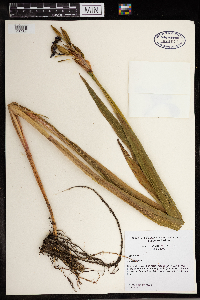 Iris versicolor image