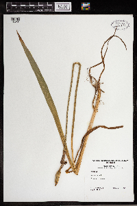 Iris versicolor image