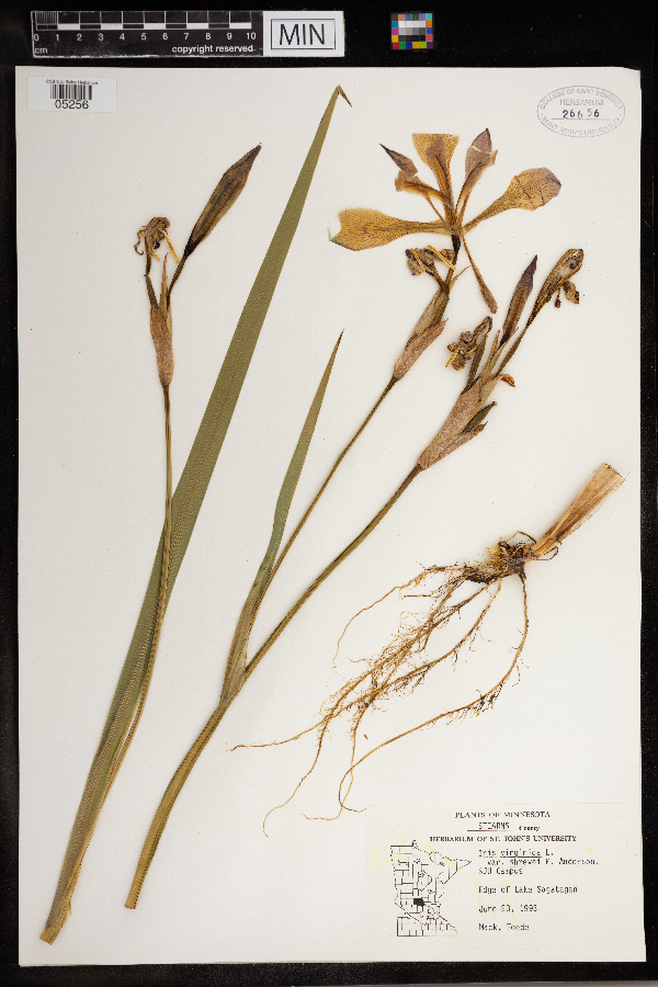 Iris virginica var. shrevei image