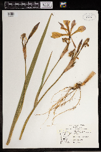 Iris virginica image