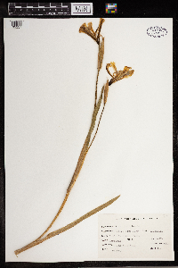 Iris virginica image