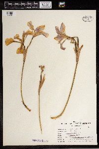 Iris virginica image
