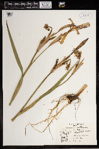 Iris virginica image