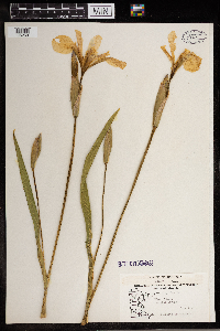 Iris virginica image