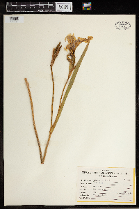 Iris versicolor image