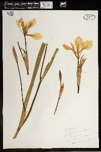 Iris versicolor image