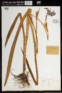 Iris versicolor image
