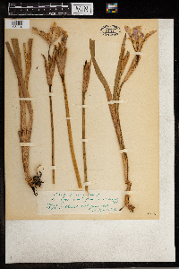 Iris versicolor image