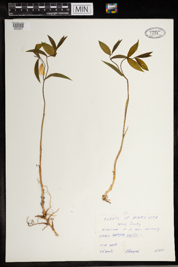 Uvularia image