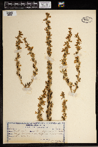 Media resource of Veratrum californicum