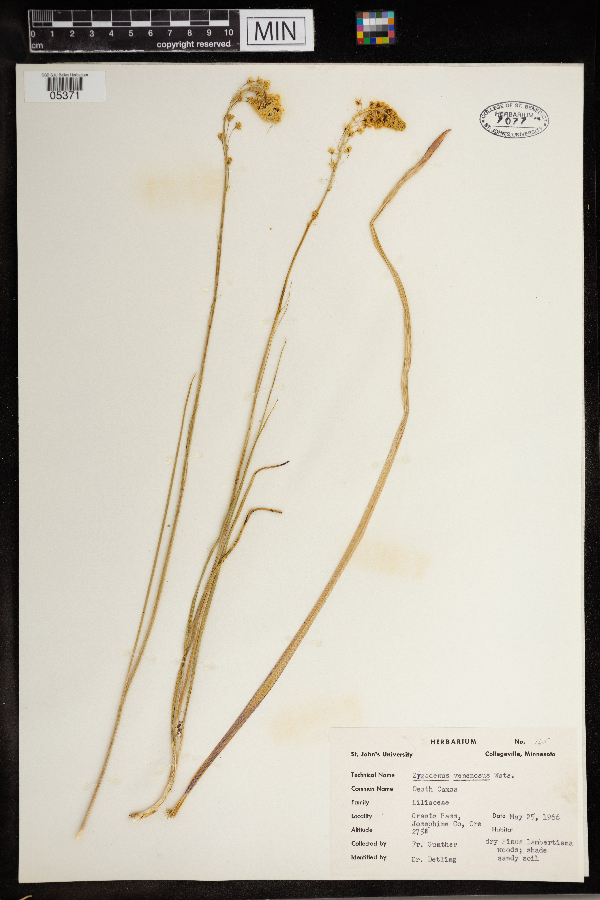 Zigadenus venenosus image