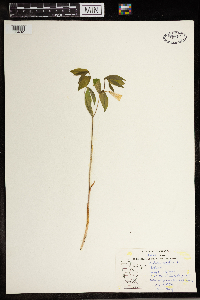 Uvularia sessilifolia image