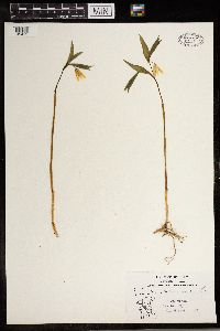 Uvularia sessilifolia image
