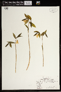Uvularia sessilifolia image
