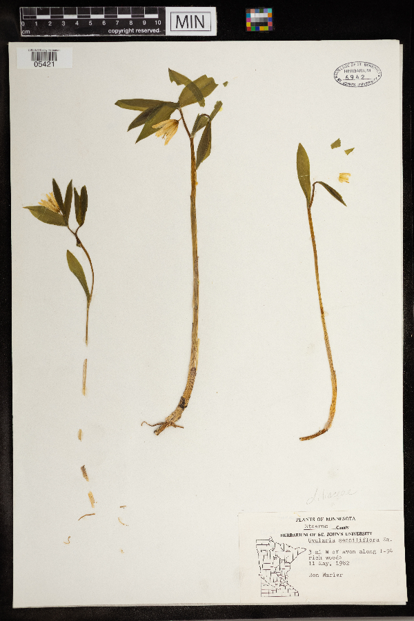 Uvularia image