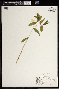 Uvularia sessilifolia image