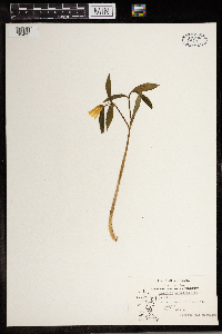 Uvularia sessilifolia image