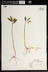 Uvularia sessilifolia image