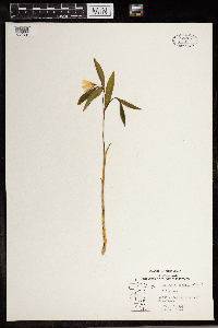 Uvularia sessilifolia image