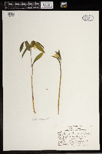 Uvularia sessilifolia image