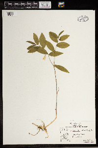 Uvularia sessilifolia image
