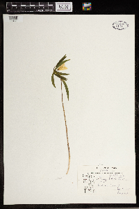 Uvularia sessilifolia image