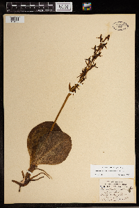 Media resource of Platanthera hookeri