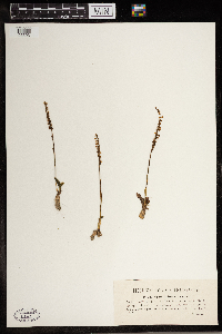 Spiranthes spiralis image