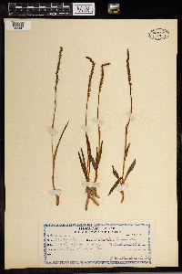 Media resource of Spiranthes sinensis