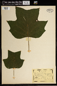 Liriodendron tulipifera image